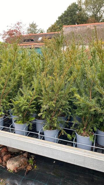 Taxus baccata 80/100 van €10 nu voor €8,50 per stuk beschikbaar voor biedingen