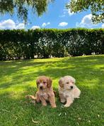Maltipoo (Maltezer x Poedel) pups, Poedel, Nederland, CDV (hondenziekte), 8 tot 15 weken
