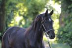 Prachtig en lief paard met standsafwijking, Dieren en Toebehoren, Paarden, Merrie, Gechipt, 0 tot 2 jaar, 160 tot 165 cm