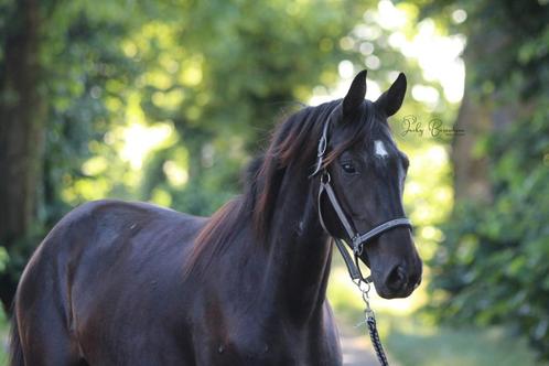 Prachtig en lief paard met standsafwijking, Dieren en Toebehoren, Paarden, Merrie, Onbeleerd, 160 tot 165 cm, 0 tot 2 jaar, Recreatiepaard