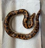 Koppel Keniaanse zandboas, Eryx colubrinus, Dieren en Toebehoren, Reptielen en Amfibieën, Slang, 0 tot 2 jaar