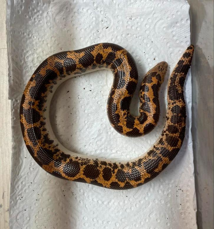 Koppel Keniaanse zandboas, Eryx colubrinus