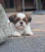 Boomer, boomerpups, Dieren en Toebehoren, Nederland, Overige rassen, 8 tot 15 weken, Teef