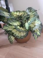 kunstplant in capi pot per stuk 29,95, Belle Vieille Brocante, Nieuw, Ophalen of Verzenden, Jolandamonsieurs@gmail.com