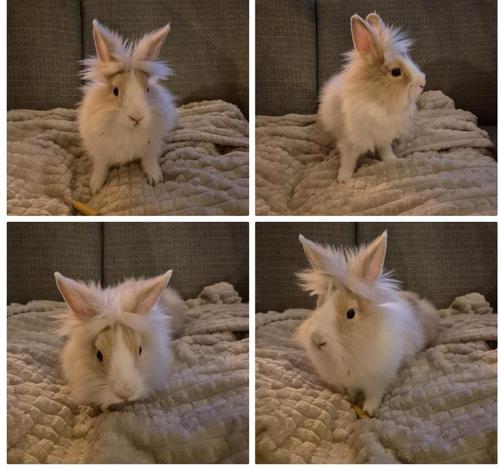 Schattige Dwerg Leeuwenkopjes, Dieren en Toebehoren, Konijnen, Dwerg, Mannelijk, 0 tot 2 jaar