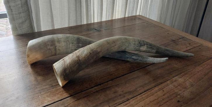 2 Koehoorns XXL - Landelijke Decoratie, Huis en Inrichting, Woonaccessoires | Schalen en Manden, Zo goed als nieuw, Ophalen of Verzenden
