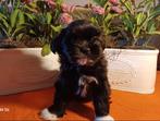 Mooie boomer pups, Nederland, Overige rassen, 8 tot 15 weken, CDV (hondenziekte)