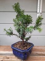 Taxus Baccata, Tuin en Terras, Planten | Bomen, Ophalen of Verzenden