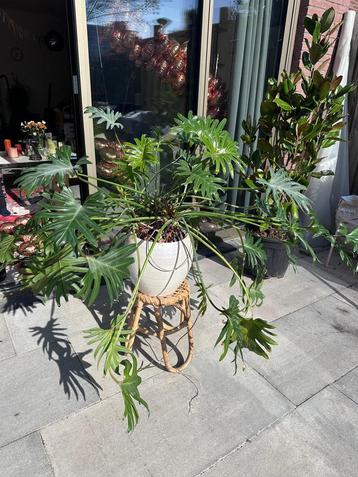 Grote kamerplant philodendron Xanadu beschikbaar voor biedingen
