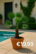 Trachycarpus wagnerianus palmboom | tot 45 cm | €19,99, Lente, Minder dan 100 cm, Palmboom, Ophalen