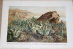 Antieke kleurenlitho - Vijg cactussen in Mexico - Ca 1900 !!, Antiek en Kunst, Kunst | Litho's en Zeefdrukken, Ophalen of Verzenden