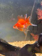 Sluierstaart goudvissen, Ophalen of Verzenden, Gebruikt