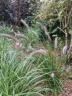 Lampenpoetsersgras, Tuin en Terras, Planten | Tuinplanten, Ophalen, Volle zon, Vaste plant, Siergrassen