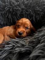 Prachtige bruine cocker spaniel puppies. Prijs op aanvraag, Rabiës (hondsdolheid), Overige rassen, Meerdere dieren, Eén hond
