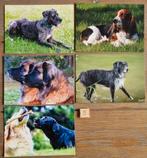Set 5 5 HONDEN kaarten postcrossing nieuw, Verzamelen, Ansichtkaarten | Dieren, Ophalen of Verzenden, 1980 tot heden, Hond of Kat