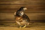 Araucana kippen | speciale eieren | Opvallend uiterlijk, Meerdere dieren, Kip
