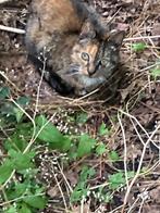 Van wie is deze poes/ kat, Dieren en Toebehoren, Vermiste en Gevonden Dieren