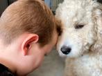 Dek reu goolden labradoodle, Dieren en Toebehoren, Rabiës (hondsdolheid), Reu, Eén hond, 3 tot 5 jaar