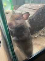 Half Langharige goudhamster Juffie, Dieren en Toebehoren, Maart, Vrouwelijk, Hamster