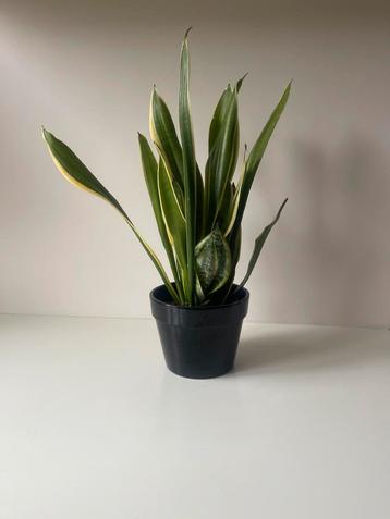 Sanseveria Plant - 46 cm hoog beschikbaar voor biedingen