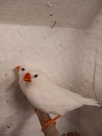 Meerdere  koppels  zebravinken  wit, Dieren en Toebehoren, Meerdere dieren, Tropenvogel, Geringd
