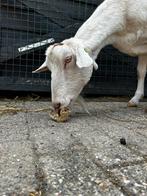 Witte melkgeit dekbok gezocht, Dieren en Toebehoren, Geslacht onbekend, Geit