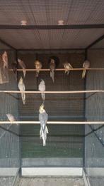 Te koop valkparkieten van 2025, Meerdere dieren