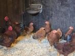 13 x Wyandotte Hanen, Dieren en Toebehoren, Pluimvee, Mannelijk, Kip