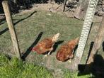 hennen, Dieren en Toebehoren, Pluimvee, Vrouwelijk, Kip