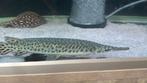 Spotted florida gar, Dieren en Toebehoren, Vissen | Aquariumvissen, Vis