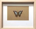 Vlinder in lijst - Polyura athamas, Antiek en Kunst, Ophalen of Verzenden