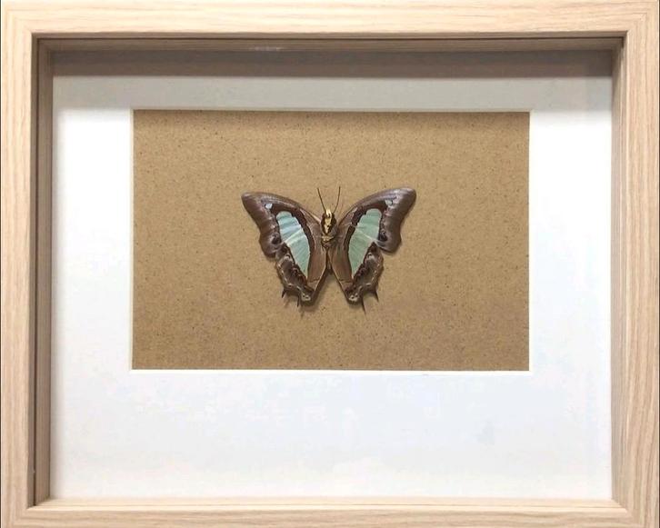 Vlinder in lijst - Polyura athamas, Antiek en Kunst, Kunst | Overige Kunst, Ophalen of Verzenden