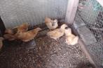 Wyandotte hennen, Meerdere dieren, Kip