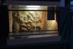 terrarium, Dieren en Toebehoren, Reptielen en Amfibieën | Toebehoren, Ophalen, Gebruikt, Terrarium of Paludarium