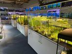 Planten aquarium 3x, Ophalen, Plant(en), Steen of Hout