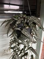 Cissus amazonica, Ophalen of Verzenden, Halfschaduw, Minder dan 100 cm