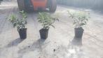 Portugese laurier haagplantjes 20-30 cm, Ophalen of Verzenden, Laurier, Haag, Minder dan 100 cm