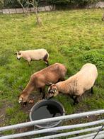 Maasduinen rui schapen, Dieren en Toebehoren, Schapen, Geiten en Varkens, Vrouwelijk, Schaap