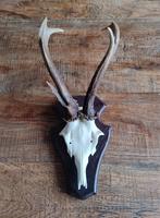 Bijzonder reegewei schedel met misgroeid gewei, Ophalen of Verzenden, Nieuw, Schedel