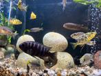 Malawi cichliden, Dieren en Toebehoren, Vissen | Aquariumvissen, Vis