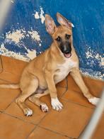 Knappe gasten zoeken baasje, pups 4 mnd, stichting sphoek, Dieren en Toebehoren, Honden | Niet-rashonden, Particulier, 15 weken tot 1 jaar