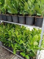 haaglaurier, Tuin en Terras, Ophalen, Overige soorten, Haag, Minder dan 100 cm