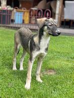Tina, middelgroot junior teefje 8 maanden, Dieren en Toebehoren, Honden | Niet-rashonden, Particulier, Rabiës (hondsdolheid), 15 weken tot 1 jaar