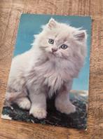 Pluizige witte kitten, Verzenden, Ongelopen, Hond of Kat