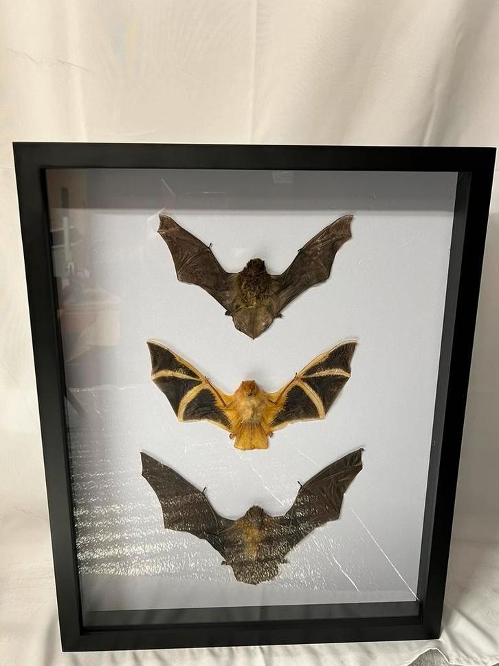 3 vleermuizen in luxe lijst 50 x 40 x 5,5 cm, Verzamelen, Dierenverzamelingen, Nieuw, Opgezet dier, Insect, Ophalen of Verzenden