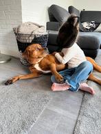 Yara, 6 jaar of ouder, Teef, Rabiës (hondsdolheid), Eén hond