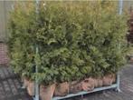 25 x Conifeer Thuja €195, Tuin en Terras, Planten | Struiken en Hagen, Ophalen of Verzenden, Conifeer, 100 tot 250 cm