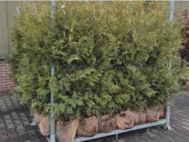 25 x Conifeer Thuja €195, Tuin en Terras, Planten | Struiken en Hagen, Conifeer, 100 tot 250 cm, Ophalen of Verzenden