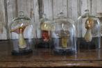 Antieke kleine glazen cloches, Ophalen of Verzenden