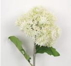 KNOFLOOK BLOEM (ALLIUM SATIVUM), Ophalen of Verzenden, Nieuw